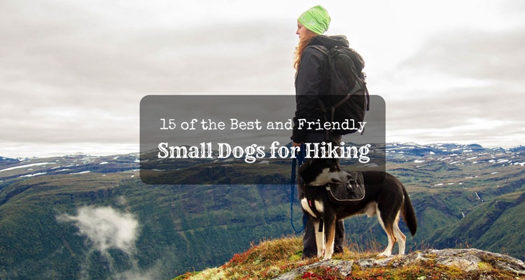 best small dog for hiking