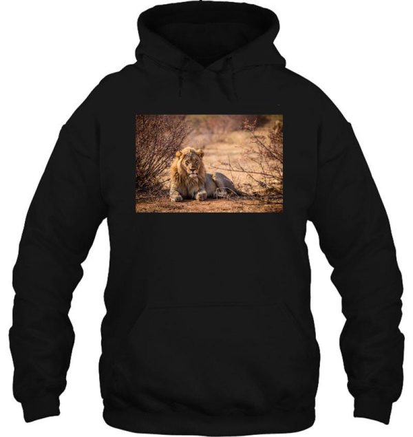 beautiful lion in wilderness hoodie