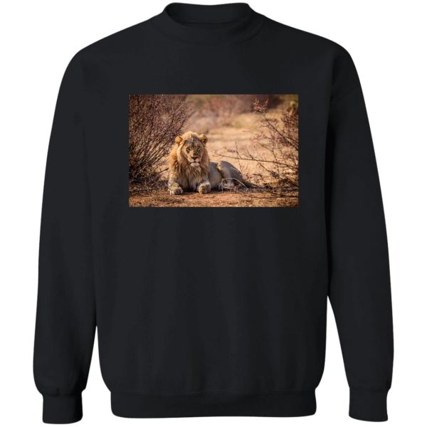 beautiful lion in wilderness sweatshirt